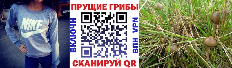 Псилоцибиновые грибы Magic Shrooms  Купить где  Мглин 
